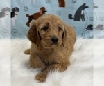 Small Photo #2 Irish Doodle Puppy For Sale in DUNDEE, OH, USA