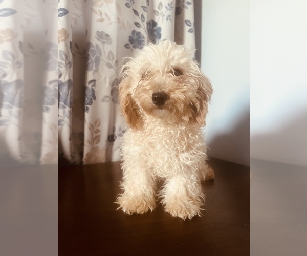 Medium Photo #10 Poodle (Miniature) Puppy For Sale in DURHAM, CT, USA
