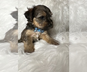 YorkiePoo Puppy for sale in CHICAGO HEIGHTS, IL, USA