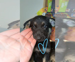 Puppy Delilah German Shepherd Dog-Siberian Husky Mix