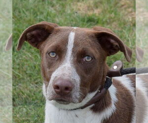 Lab-Pointer Dogs for adoption in Huntley, IL, USA