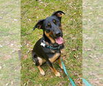 Small #1 German Shepherd Dog Mix