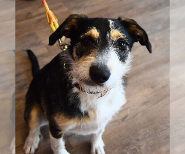 Medium Photo #2 Airedale Terrier-Great Pyrenees Mix Puppy For Sale in Huntley, IL, USA