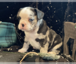 Small Photo #35 French Bulldog Puppy For Sale in KENDALL PARK, NJ, USA