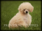 Small Photo #61 Poodle (Miniature) Puppy For Sale in COPPOCK, IA, USA