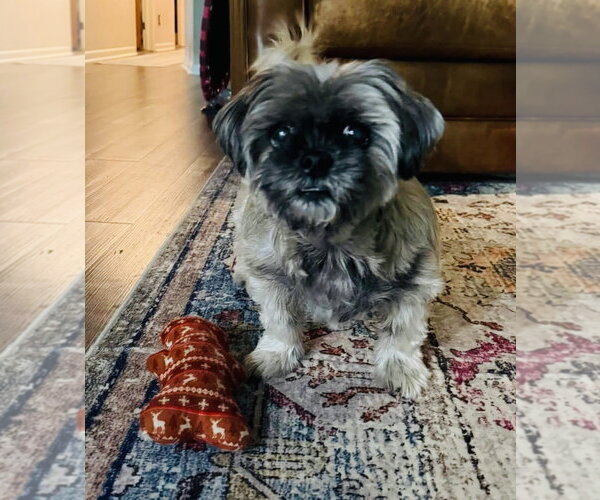 Medium Photo #8 Shih Tzu-Unknown Mix Puppy For Sale in Germantown, OH, USA