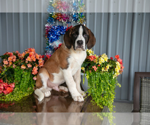 Medium Saint Bernard