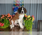 Puppy Viper Saint Bernard