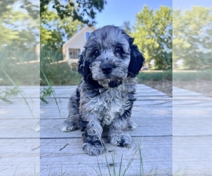 Goldendoodle-Poodle (Miniature) Mix Puppy for sale in ROWLEY, MA, USA