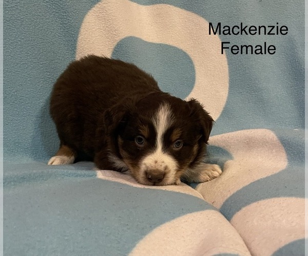 Medium Photo #14 Australian Shepherd Puppy For Sale in EXETER, MO, USA
