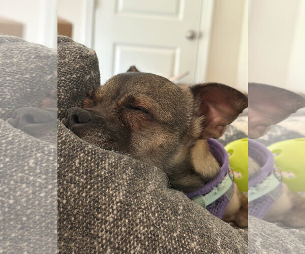 Medium Photo #1 Chihuahua Puppy For Sale in Holly Springs, NC, USA