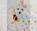 Small Photo #3 Maltese Puppy For Sale in FORT LAUDERDALE, FL, USA