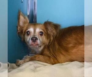 Chihuahua-Unknown Mix Dogs for adoption in San Antonio, TX, USA