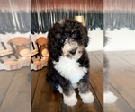 Small #5 Bernedoodle
