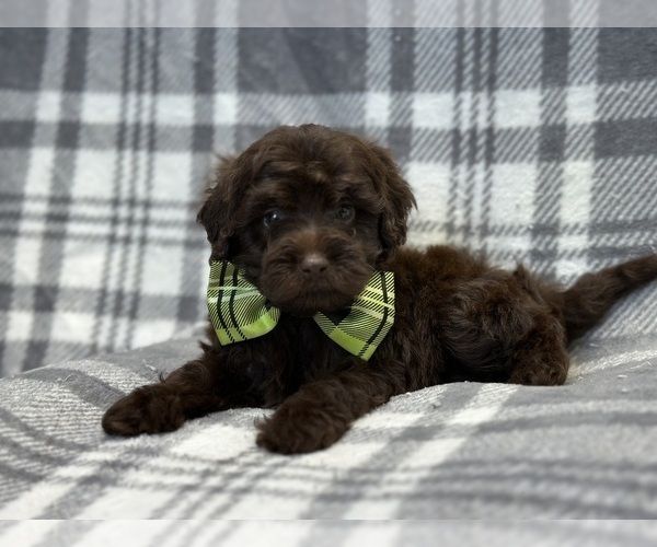 Medium Photo #3 ShihPoo Puppy For Sale in LAKELAND, FL, USA