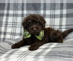 Small Photo #3 ShihPoo Puppy For Sale in LAKELAND, FL, USA