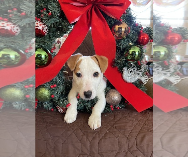 Medium Photo #1 Jack Russell Terrier Puppy For Sale in RUSSELLVILLE, AL, USA