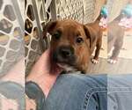 Small Photo #3 American Staffordshire Terrier-Unknown Mix Puppy For Sale in Holly Springs, NC, USA