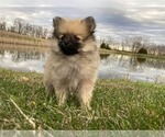 Small Photo #6 Pomeranian Puppy For Sale in DOWNING, MO, USA