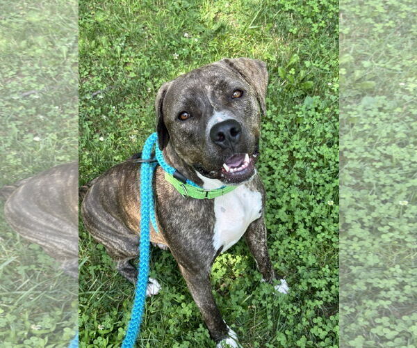 Medium Photo #19 American Pit Bull Terrier-Mountain Cur Mix Puppy For Sale in Rockaway, NJ, USA