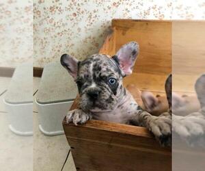 French Bulldog Puppy for sale in GULFPORT, FL, USA
