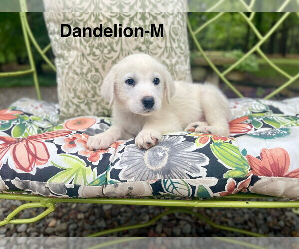 Medium Photo #1 Labrenees Puppy For Sale in Rockaway, NJ, USA