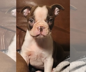 Boston Terrier Puppy for sale in CATOOSA, OK, USA