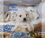 Small Photo #2 Maltese Puppy For Sale in TOPEKA, IN, USA
