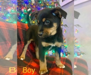 Jack-Rat Terrier Puppy for sale in ARMADA, MI, USA