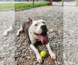 American Pit Bull Terrier-Unknown Mix Dogs for adoption in Franklin, North Carolina, NC, USA