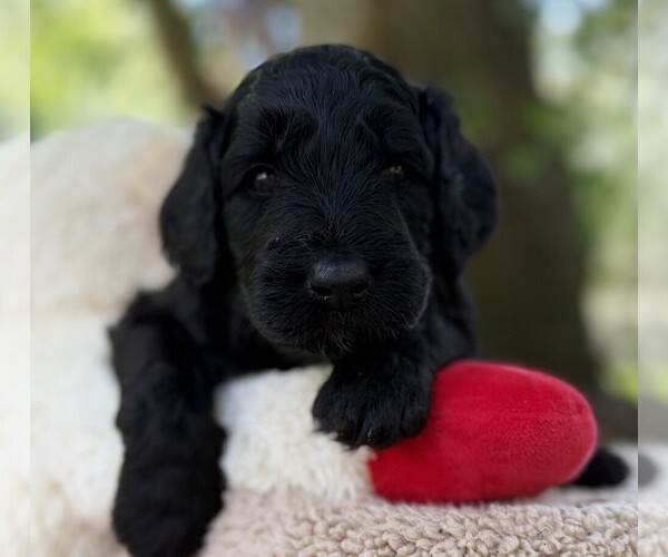 Medium Photo #82 Goldendoodle Puppy For Sale in PIERSON, FL, USA