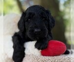 Small Photo #82 Goldendoodle Puppy For Sale in PIERSON, FL, USA