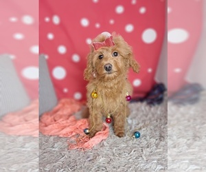 Cockapoo Puppy for sale in SUGARCREEK, OH, USA
