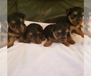 YorkiePoo-YorkiePoo Mix Puppy for sale in BROWNSTOWN, MI, USA