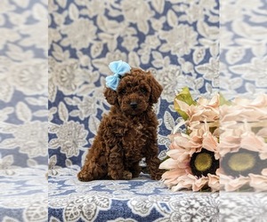 Poodle (Miniature) Dog for Adoption in KIRKWOOD, Pennsylvania USA