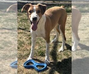 --Unknown Mix Dogs for adoption in Pueblo, CO, USA