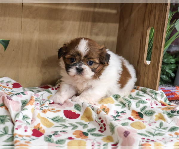 Medium Photo #4 Shih Tzu Puppy For Sale in SYRACUSE, IN, USA