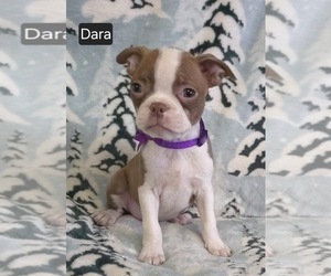 Boston Terrier Puppy for sale in MINERAL WELLS, WV, USA