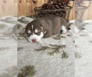 Siberian Husky Puppy for sale in STAPLES, MN, USA