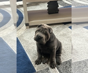 Chinese Shar-Pei Puppy for sale in ORLANDO, FL, USA