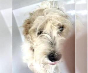 Mutt Dogs for adoption in Houston, TX, USA