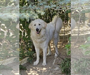 Great Pyrenees-Unknown Mix Dogs for adoption in Croydon, NH, USA