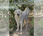 Small Great Pyrenees Mix
