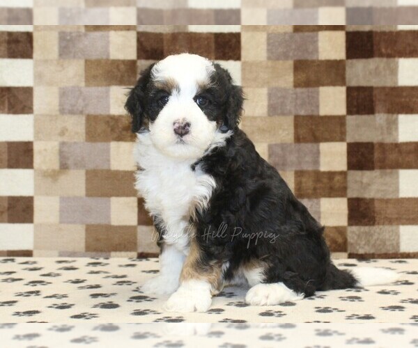Medium Photo #4 Bernedoodle (Miniature) Puppy For Sale in DENVER, PA, USA