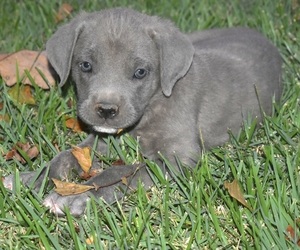 Cane Corso Puppy for sale in BIRMINGHAM, AL, USA