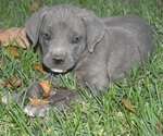 Image preview for Ad Listing. Nickname: Skye