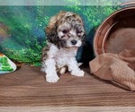 Small Photo #6 Poodle (Toy) Puppy For Sale in COLORADO SPRINGS, CO, USA