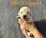 Puppy Copper English Cream Golden Retriever