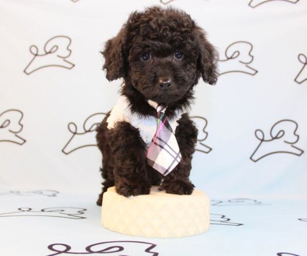 Medium Photo #9 Poodle (Miniature) Puppy For Sale in LAS VEGAS, NV, USA