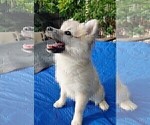 Small Photo #80 Pomsky Puppy For Sale in LOVELAND, CO, USA